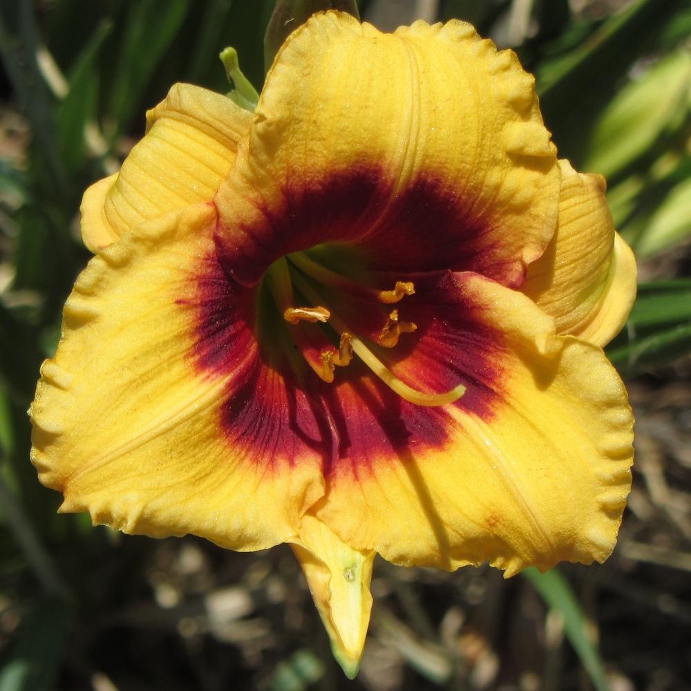 Photo of Daylily (Hemerocallis 'Spell Fire') uploaded by Charlemagne