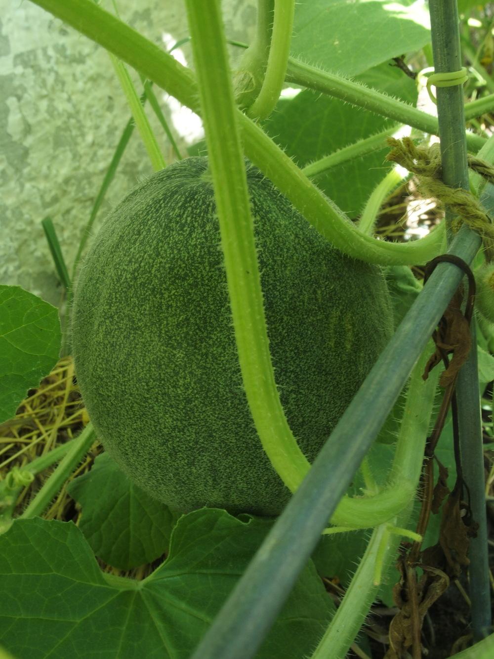 Photo of Melon (Cucumis melo 'Dove') uploaded by Cyclaminist