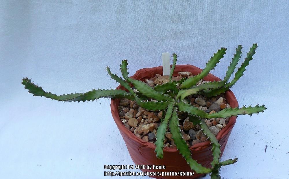 Photo of Euphorbia (Euphorbia squarrosa) uploaded by Reine
