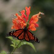 Monarch on Cape Honeysuckle