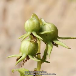 Location: My garden, Ghent, Belgium
Date: 2016-07-23
Seed pods are big and attractive.