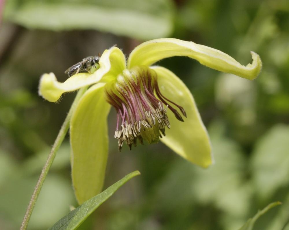 Photo of Clematis (Clematis tangutica 'Bill MacKenzie') uploaded by gasrocks
