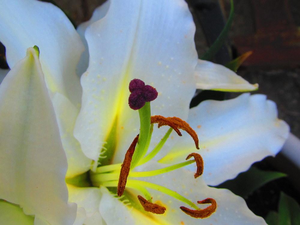 Photo of Lily (Lilium Lily Looks™ Sunny Okinawa) uploaded by jmorth
