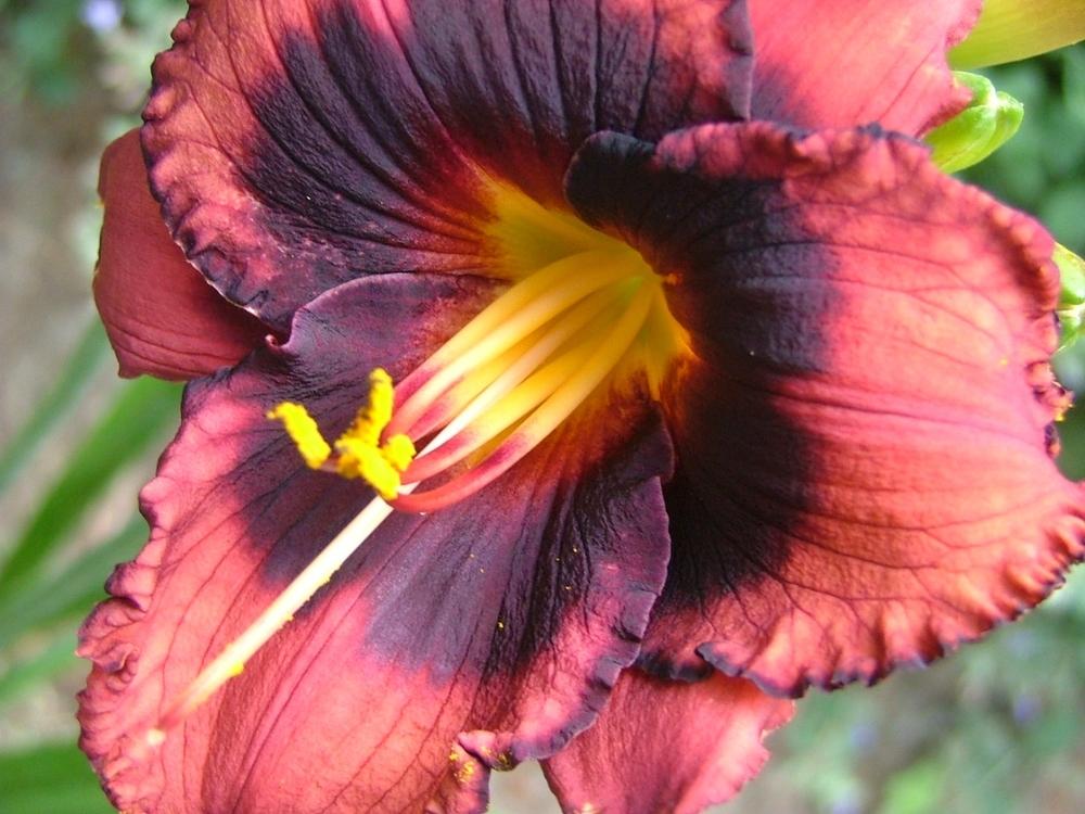 Photo of Daylily (Hemerocallis 'Spacecoast Technical Knock Out') uploaded by touchofsky