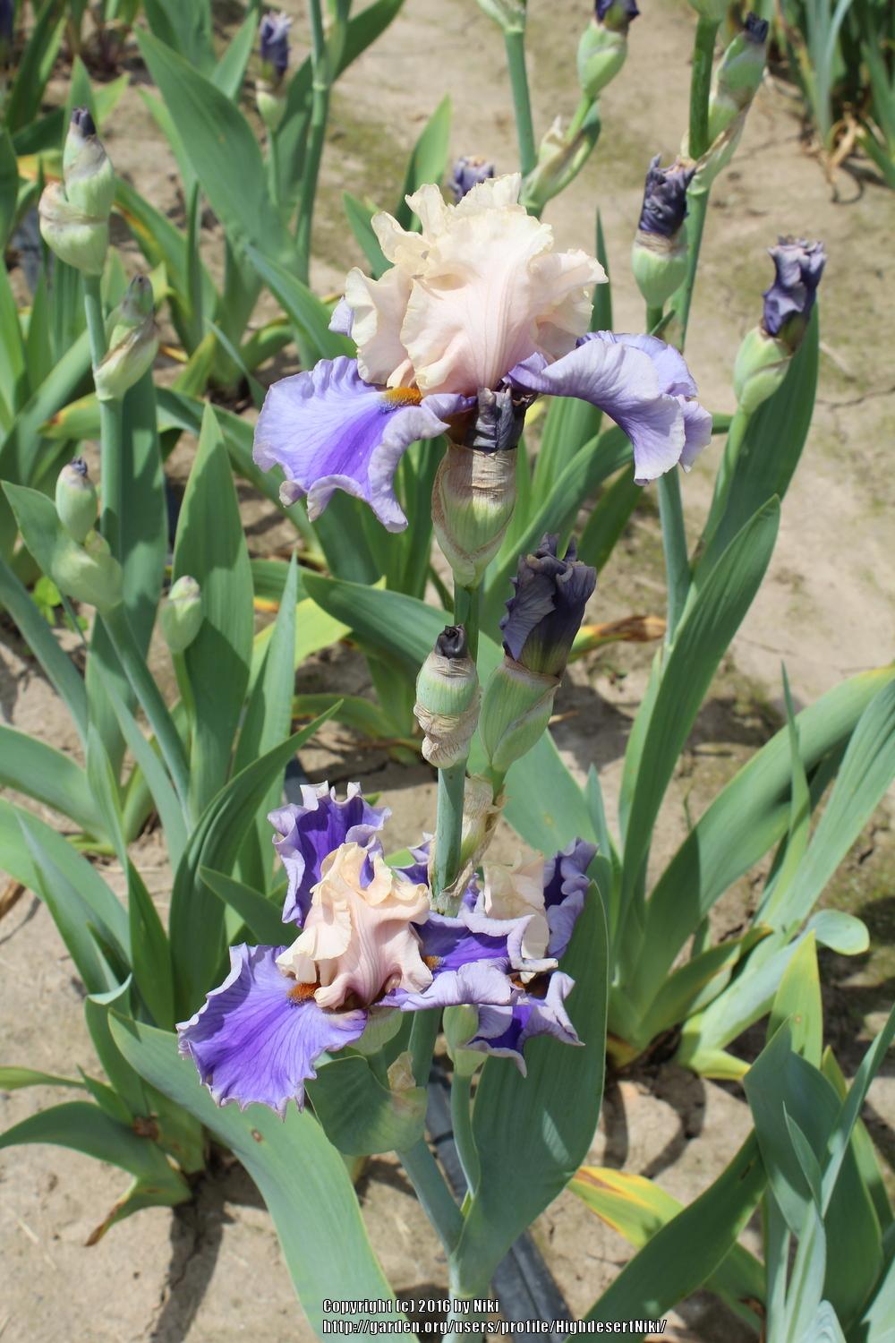 Photo of Tall Bearded Iris (Iris 'Wishes Granted') uploaded by HighdesertNiki