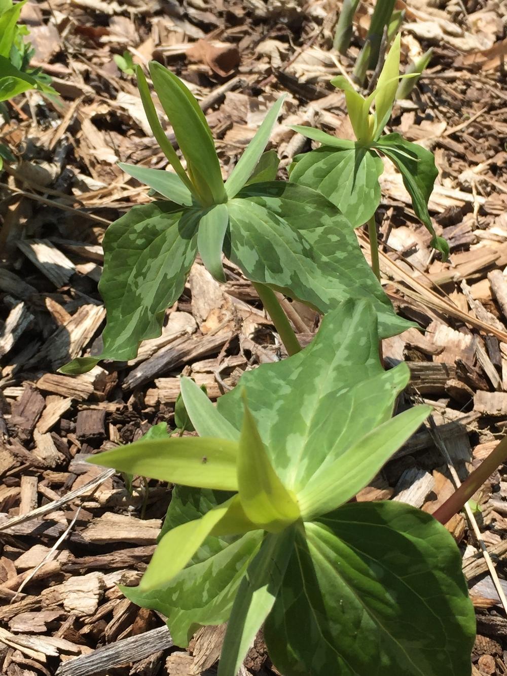 Photo of Yellow Trillium (Trillium luteum) uploaded by Legalily