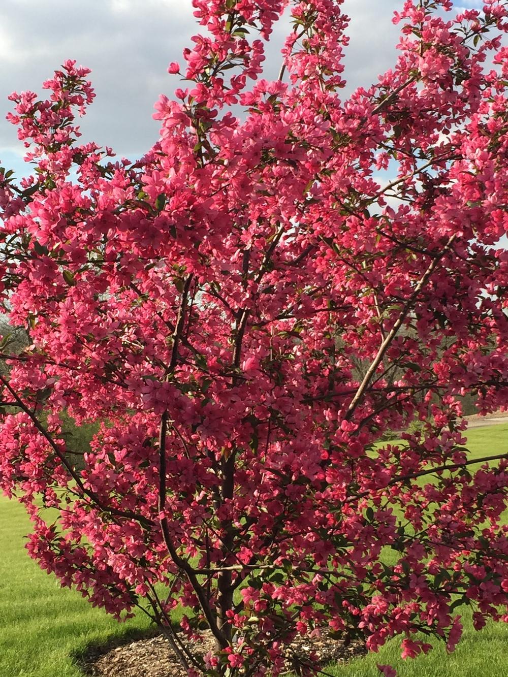 Photo of Crabapple (Malus 'Prairie Fire') uploaded by Legalily