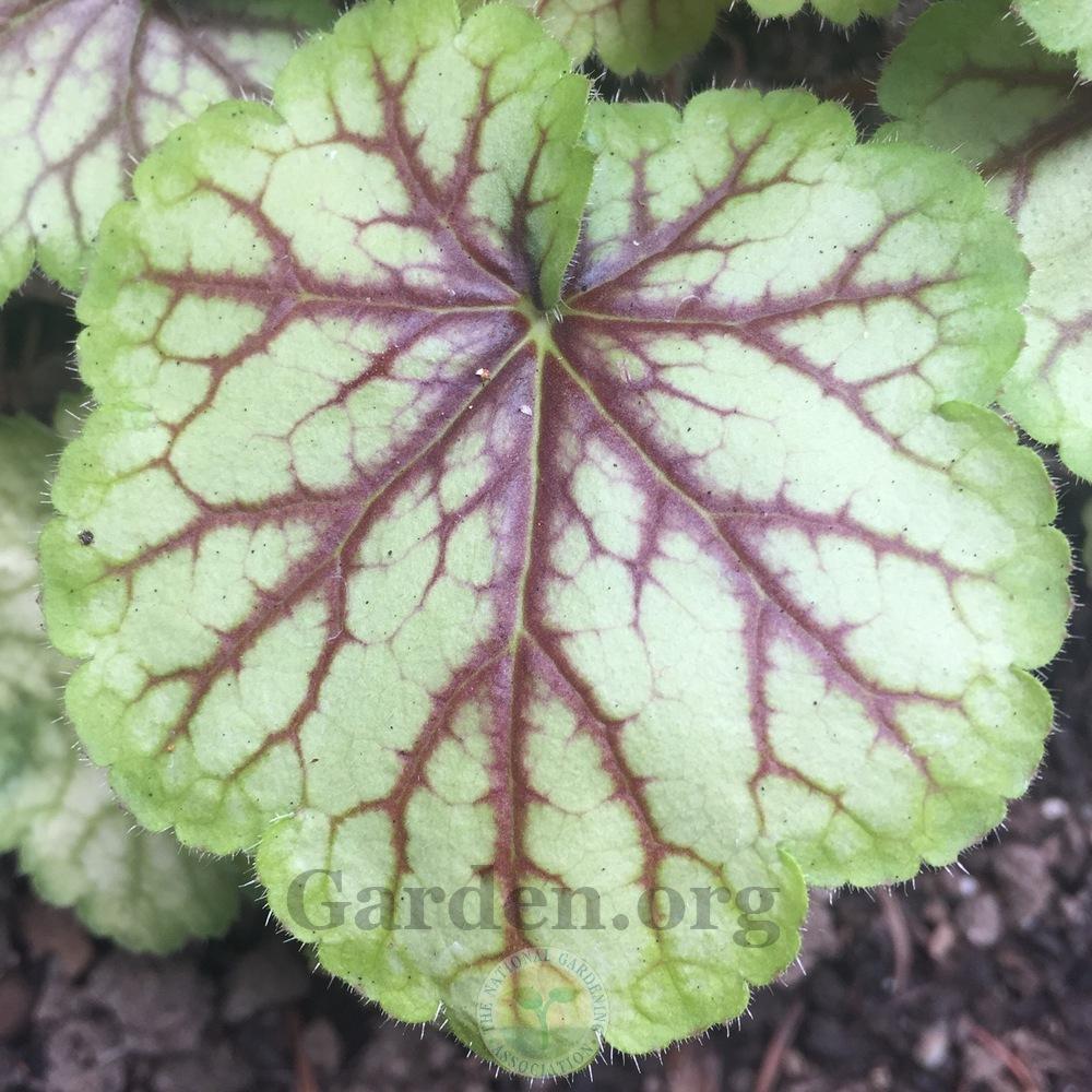 Photo of Coral Bells (Heuchera 'Picasso') uploaded by Patty