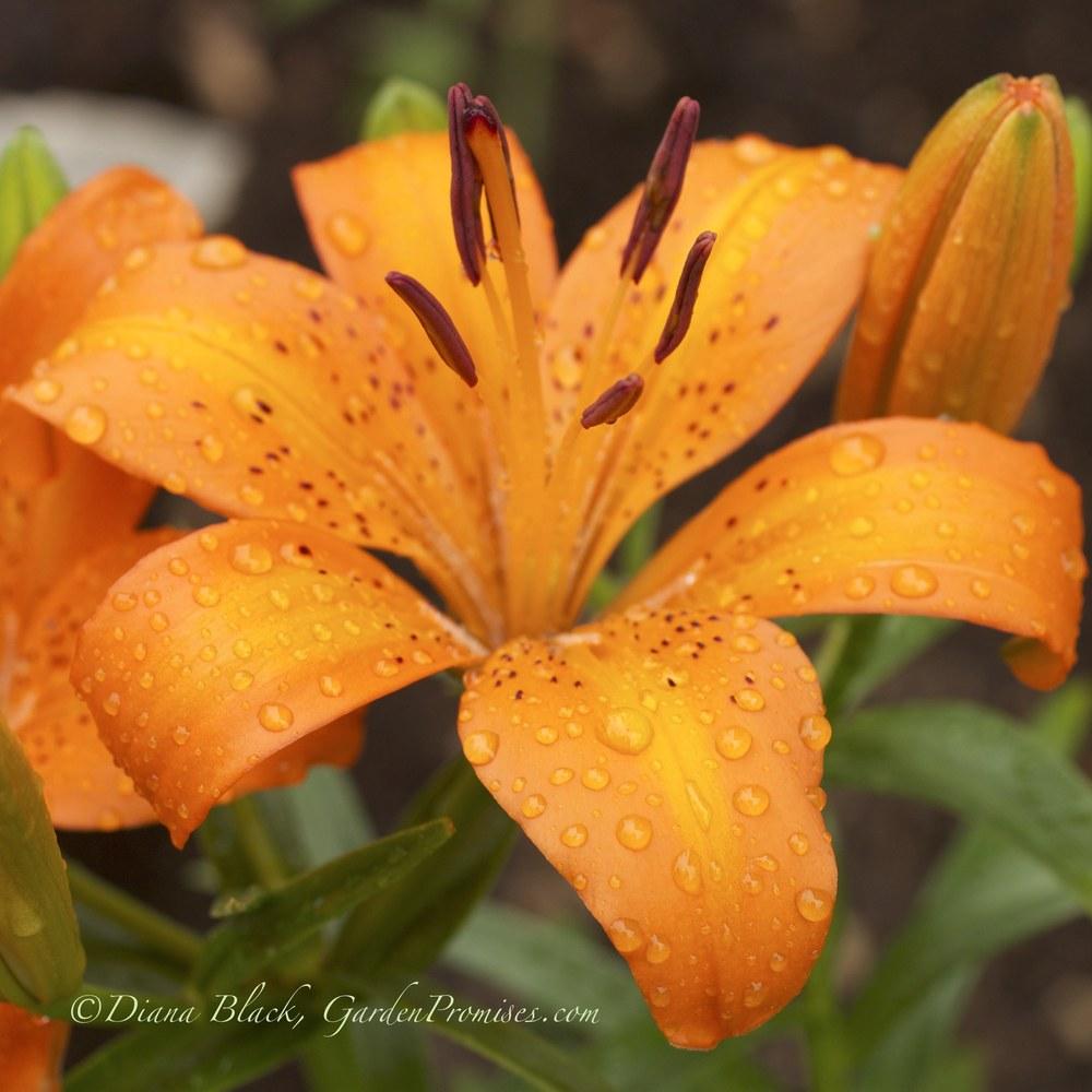 Photo of Lily (Lilium bulbiferum) uploaded by Rocks2Blooms