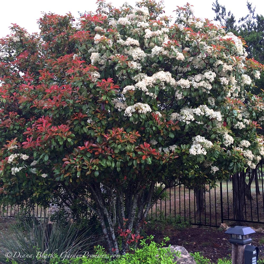 Photo of Red-Tipped Photinia (Photinia 'Fraseri') uploaded by Rocks2Blooms