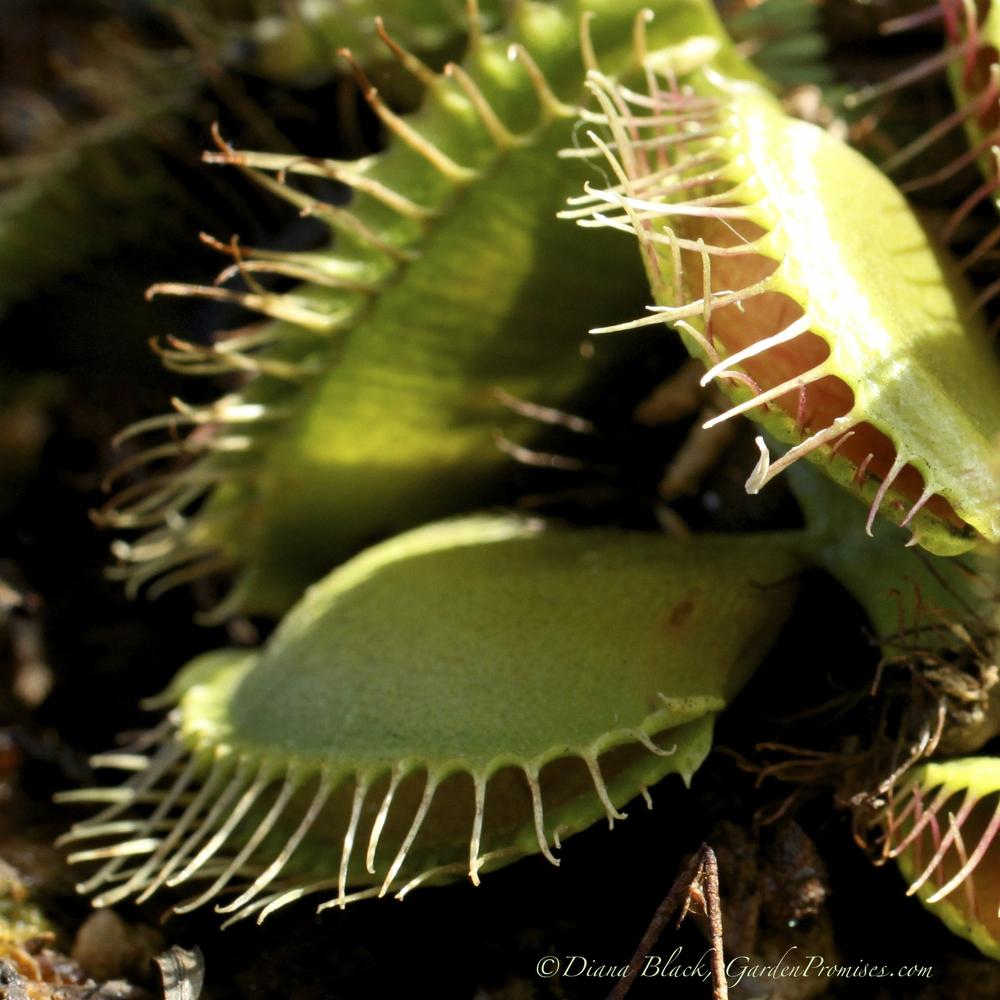 Photo of Venus Fly Trap (Dionaea muscipula) uploaded by Rocks2Blooms