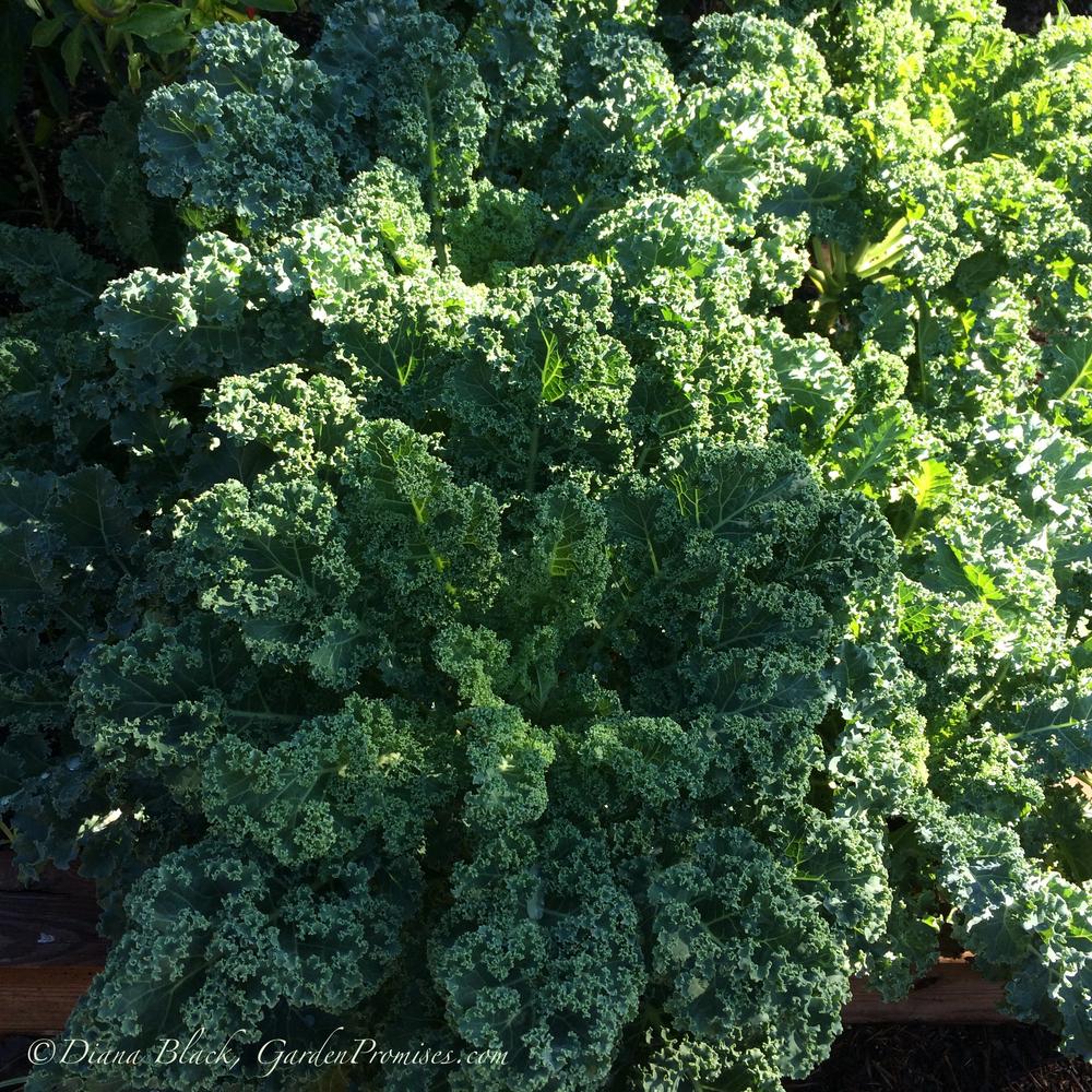 Photo of Kale (Brassica oleracea 'Dwarf Blue Curled Scotch') uploaded by Rocks2Blooms