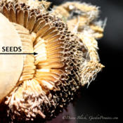 The seeds are found deep inside the seed head.