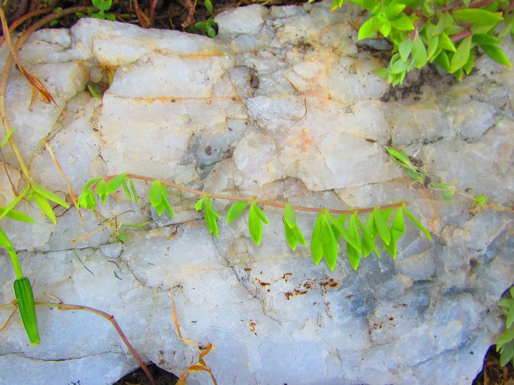 Photo of Stringy Stonecrop (Sedum sarmentosum) uploaded by jmorth