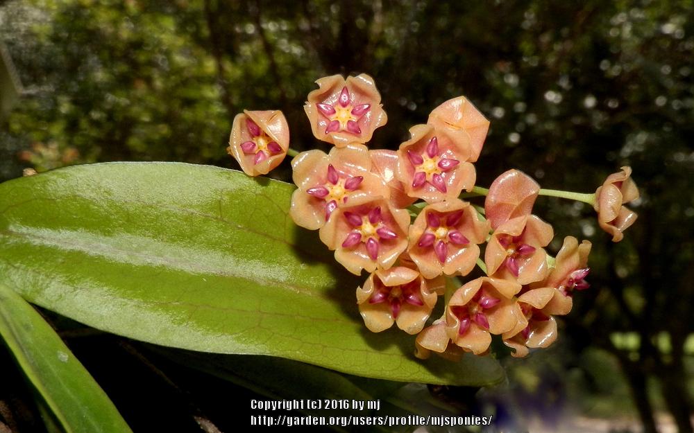 Photo of Wax Plant (Hoya blashernaezii subsp. siariae) uploaded by mjsponies