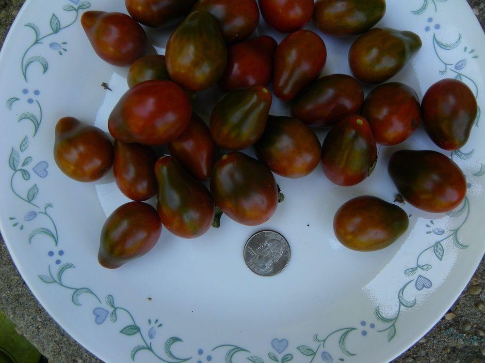 Photo of Tomato (Solanum lycopersicum 'Chocolate Pear') uploaded by Newyorkrita