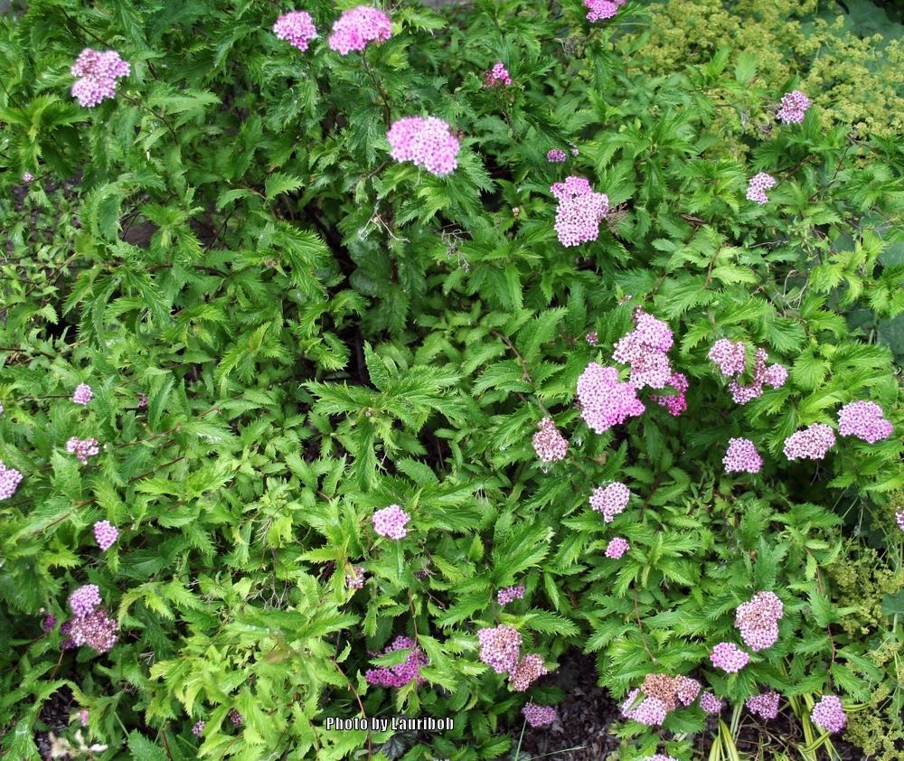 Photo of Japanese Spirea (Spiraea japonica 'Dolchica') uploaded by lauribob