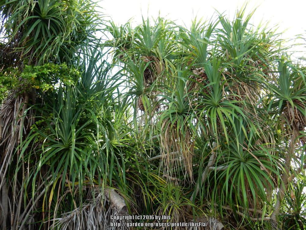 Photo of Screw Pine (Pandanus tectorius) uploaded by IbisFla