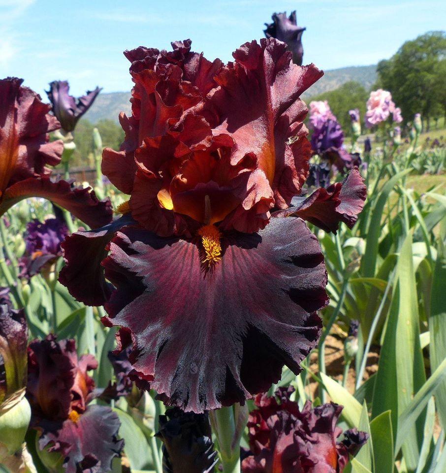 Photo of Tall Bearded Iris (Iris 'Under My Spell') uploaded by Misawa77