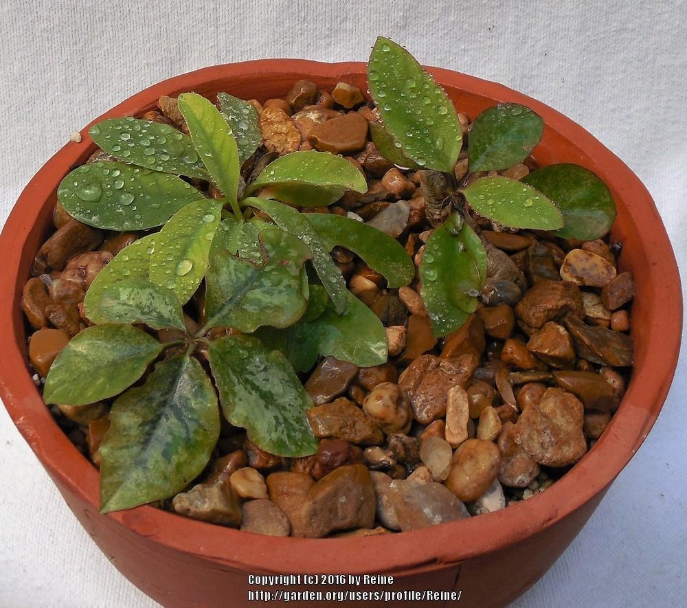 Photo of Euphorbia (Euphorbia itremensis) uploaded by Reine