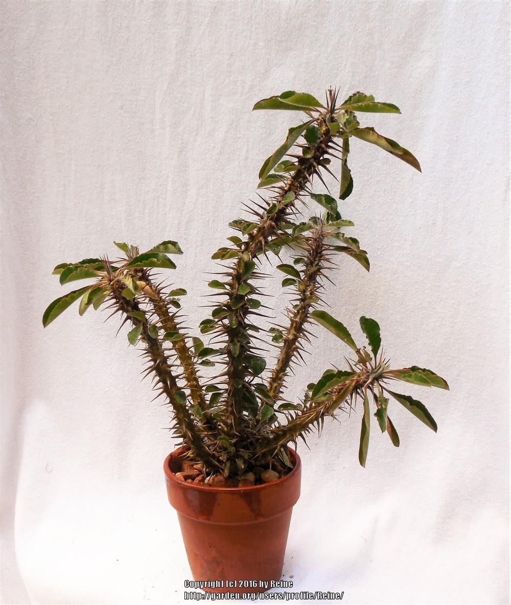 Photo of Euphorbia (Euphorbia hofstaetteri) uploaded by Reine