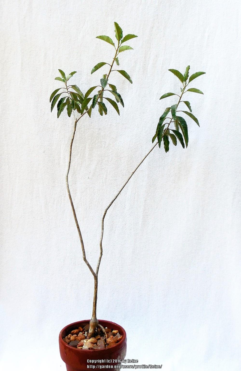 Photo of Euphorbia (Euphorbia cuneata) uploaded by Reine