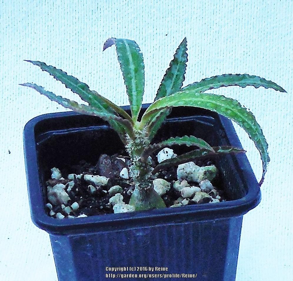 Photo of Euphorbia (Euphorbia waringiae) uploaded by Reine