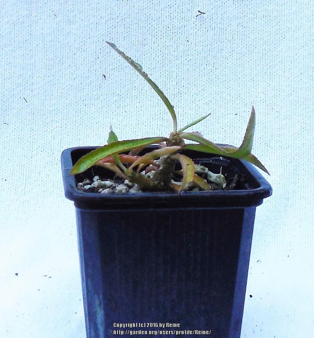 Photo of Euphorbia (Euphorbia waringiae) uploaded by Reine