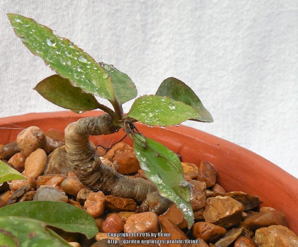 Photo of Euphorbia (Euphorbia moratii) uploaded by Reine