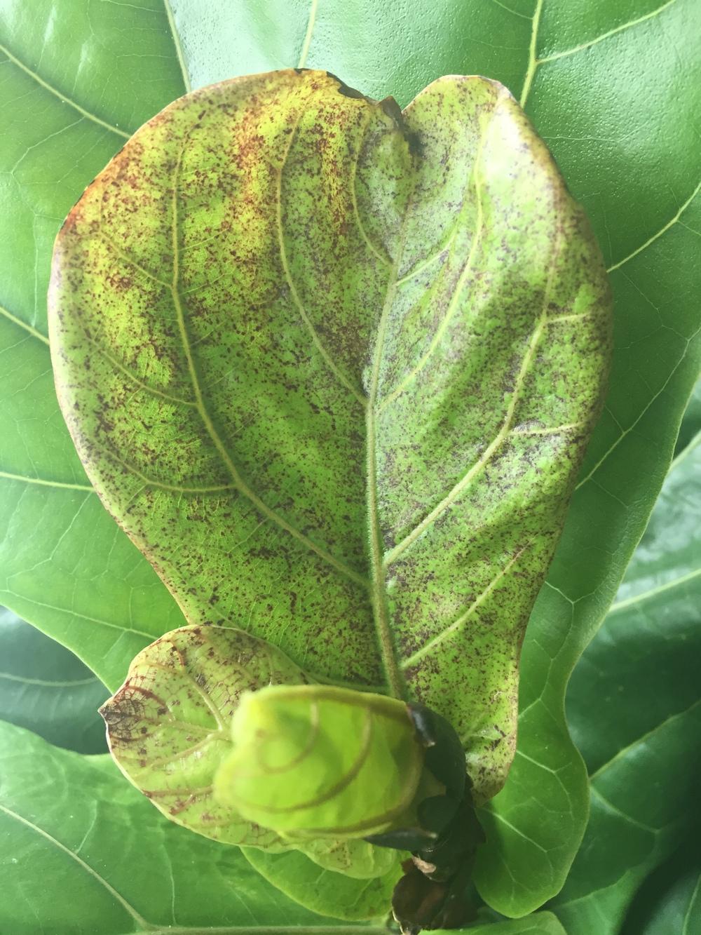 Photo of Fiddle Leaf Fig (Ficus lyrata) uploaded by abthom