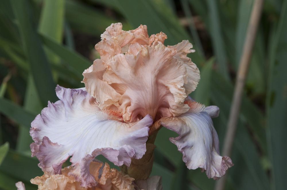 Photo of Tall Bearded Iris (Iris 'Cameo Minx') uploaded by cliftoncat