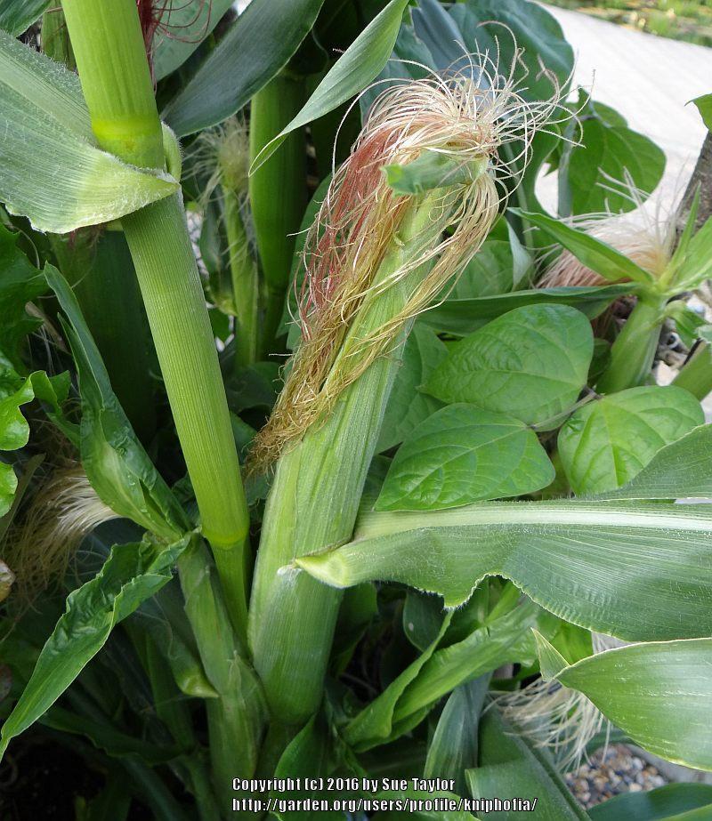 Photo of Sweet Corn (Se) (Zea mays subsp. mays 'Bodacious') uploaded by kniphofia