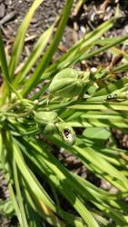 Thumb of 2016-08-11/DogsNDaylilies/306144