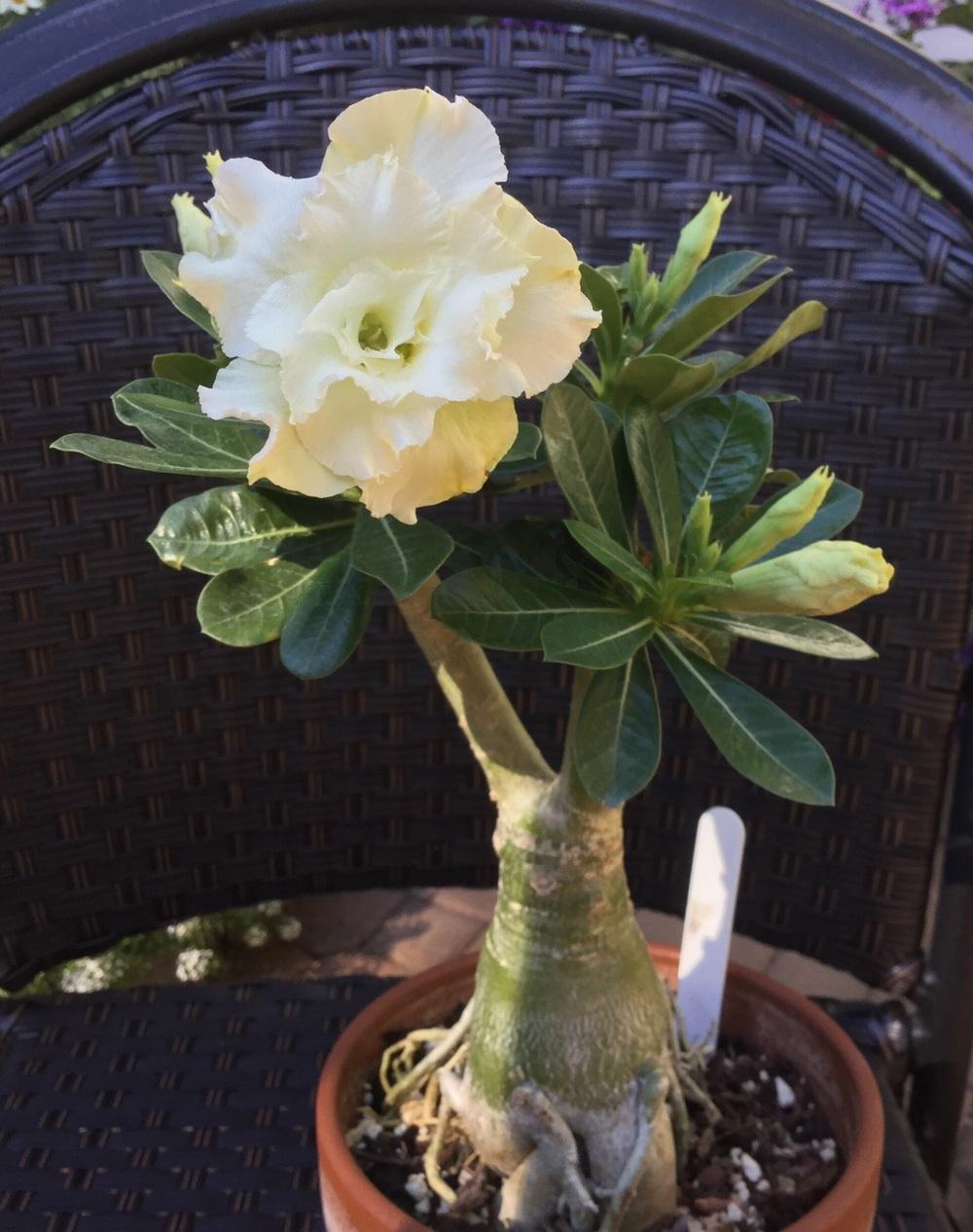 Photo of Desert Rose (Adenium obesum 'King Mandy') uploaded by RCanada