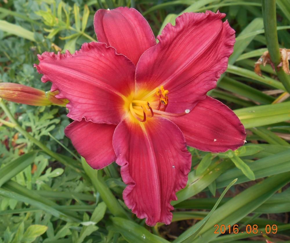 Photo of Daylily (Hemerocallis 'Her Best Bloomers') uploaded by Raven