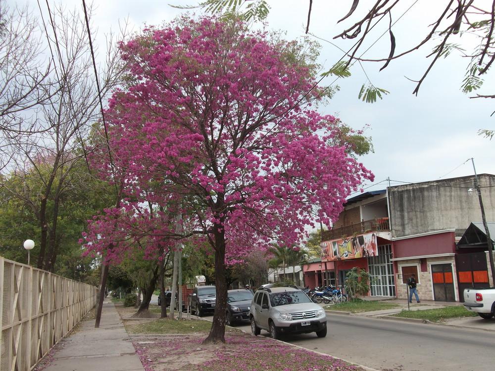Photo of Pink Trumpet Tree (Handroanthus impetiginosum) uploaded by ceci