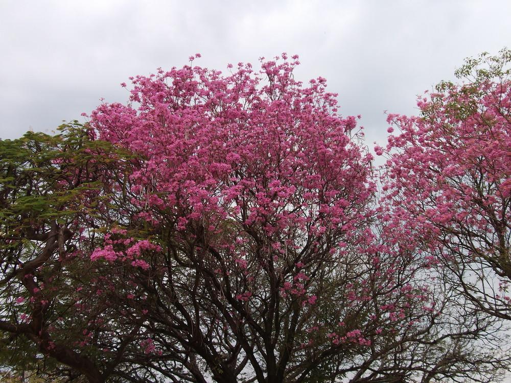 Photo of Pink Trumpet Tree (Handroanthus impetiginosum) uploaded by ceci
