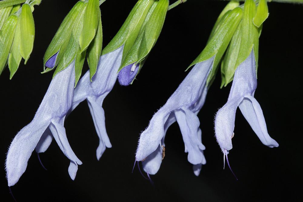 Photo of Blue Anise Sage (Salvia coerulea 'Argentine Skies') uploaded by luvsgrtdanes