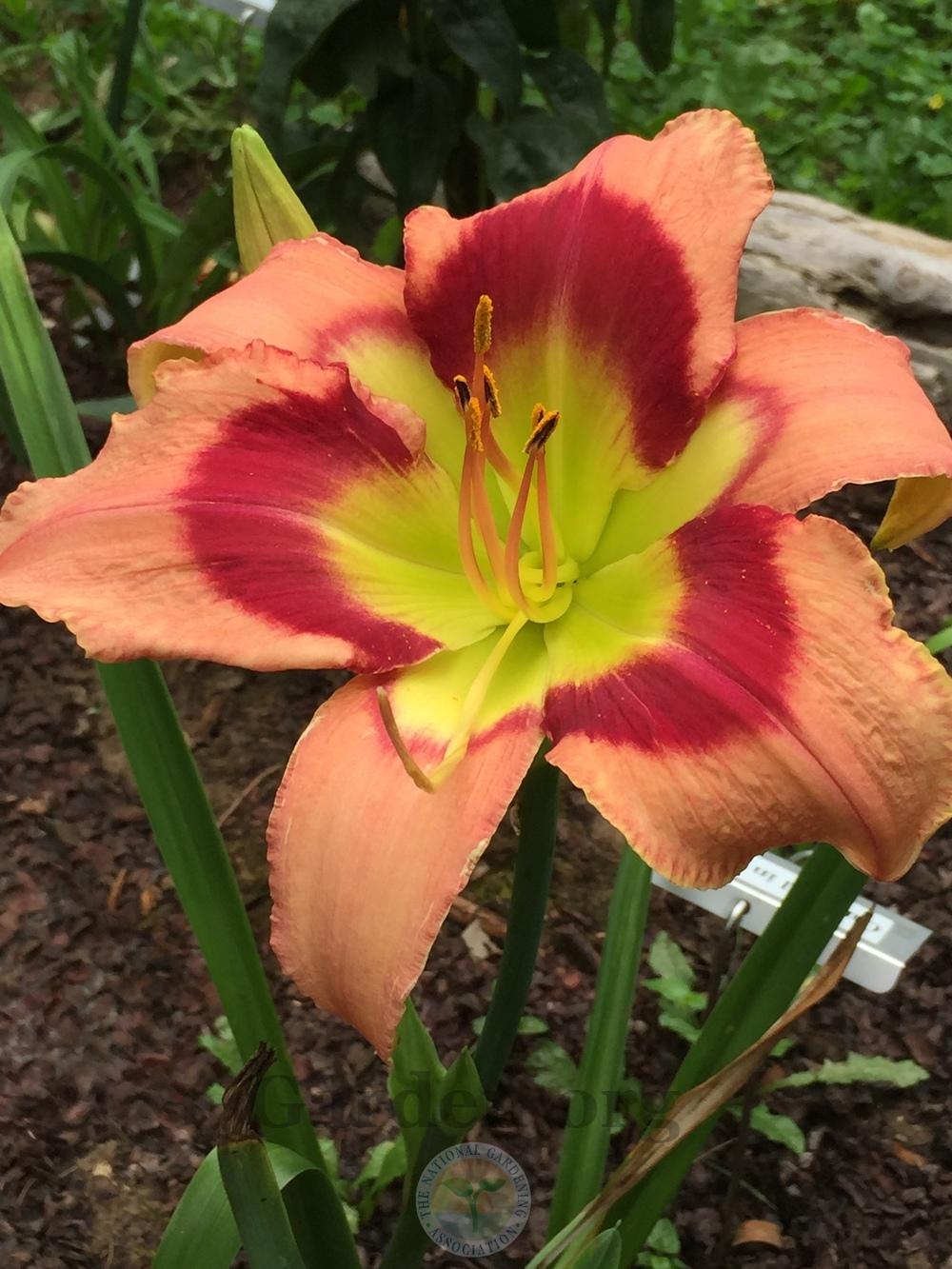 Photo of Daylily (Hemerocallis 'Carnival in Mexico') uploaded by magnolialover