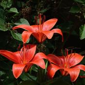 Three little pixies start off my asiatic lily parade on 7 June 20