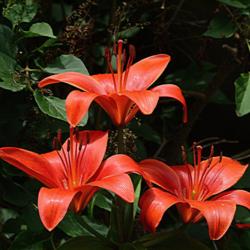 Location: My backyard in Allentown, PA
Date: 7 June 2016
Three little pixies start off my asiatic lily parade on 7 June 20