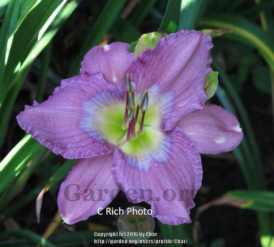 Photo of Daylily (Hemerocallis 'There's a Place') uploaded by Char