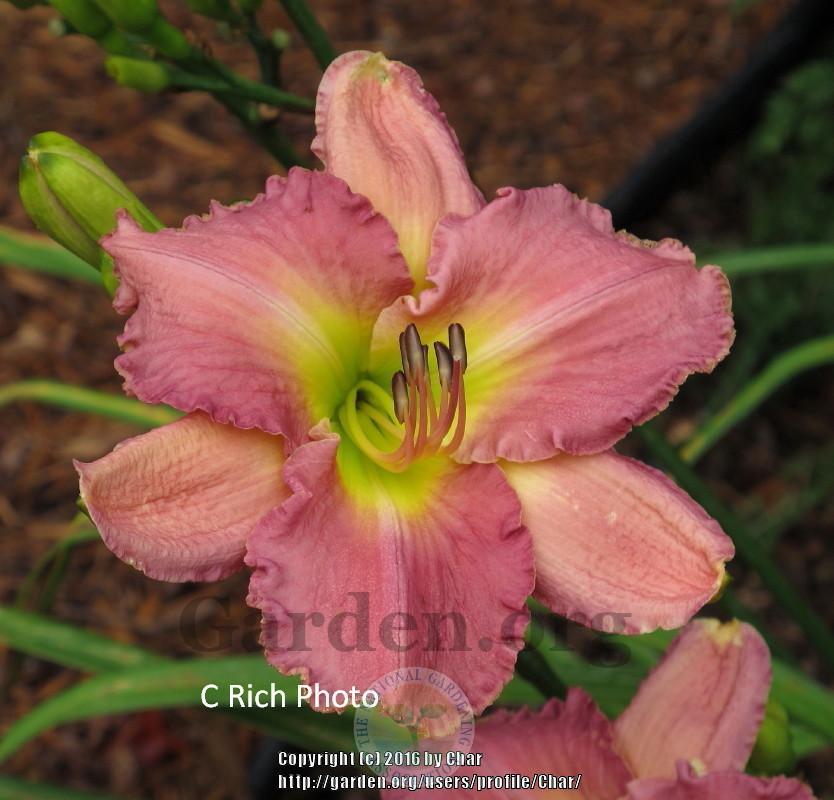 Photo of Daylily (Hemerocallis 'Clear Fork') uploaded by Char
