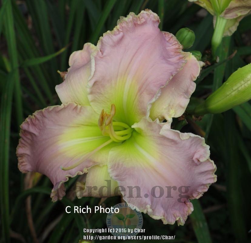 Photo of Daylily (Hemerocallis 'Nature's Comedienne') uploaded by Char