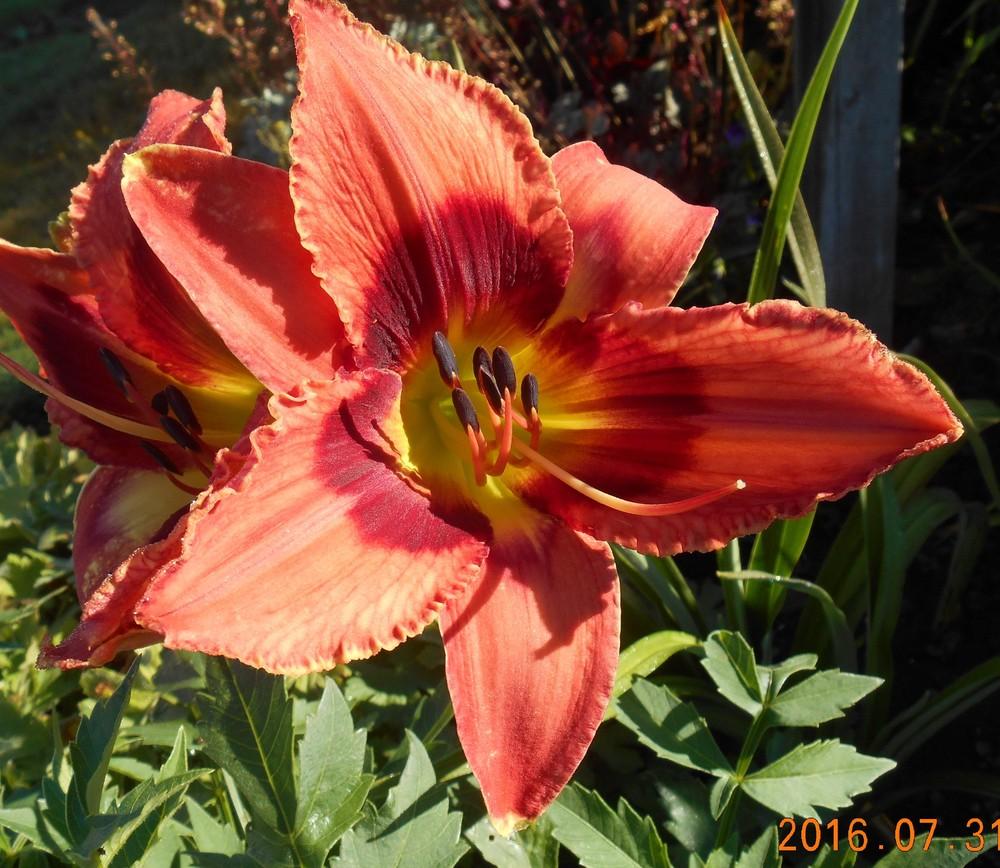 Photo of Daylily (Hemerocallis 'Carnival in Mexico') uploaded by Raven