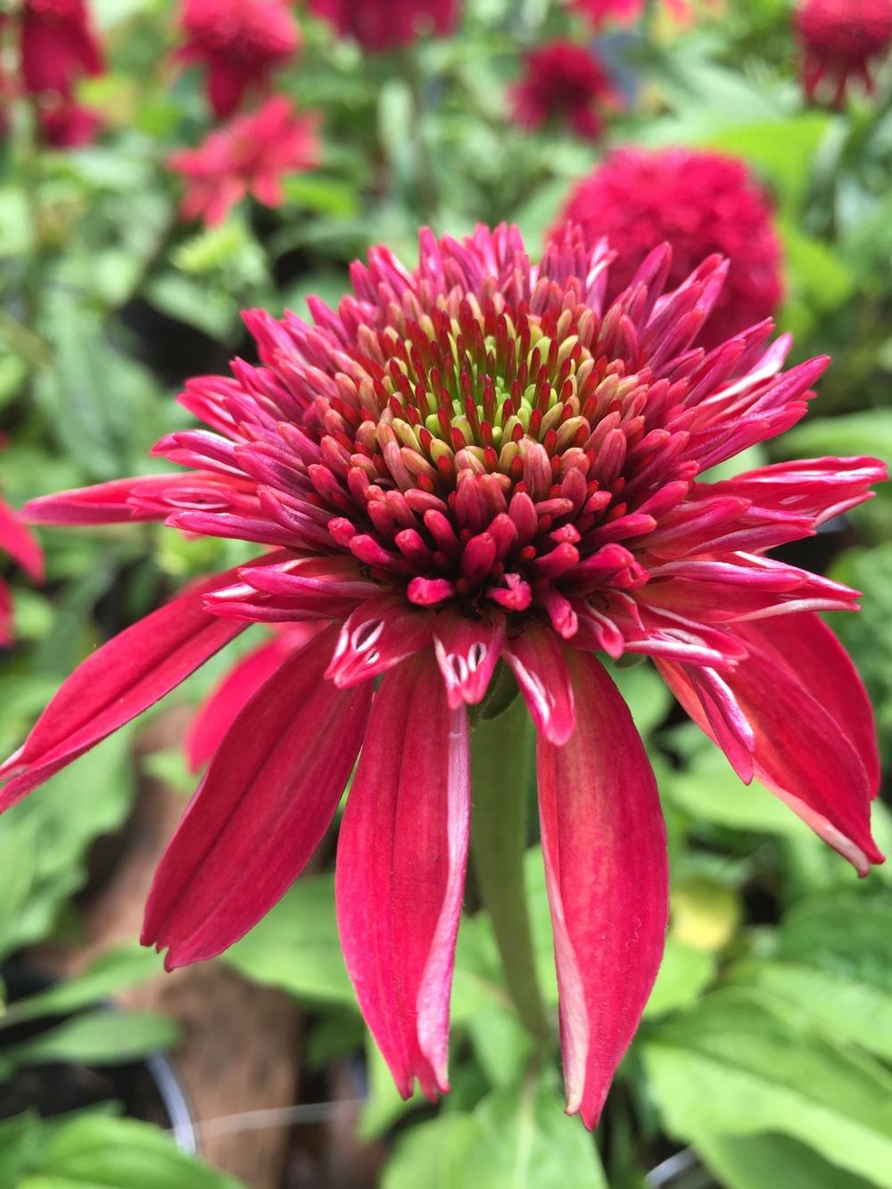 Photo of Coneflower (Echinacea Double Scoop™ Cranberry) uploaded by SpringGreenThumb