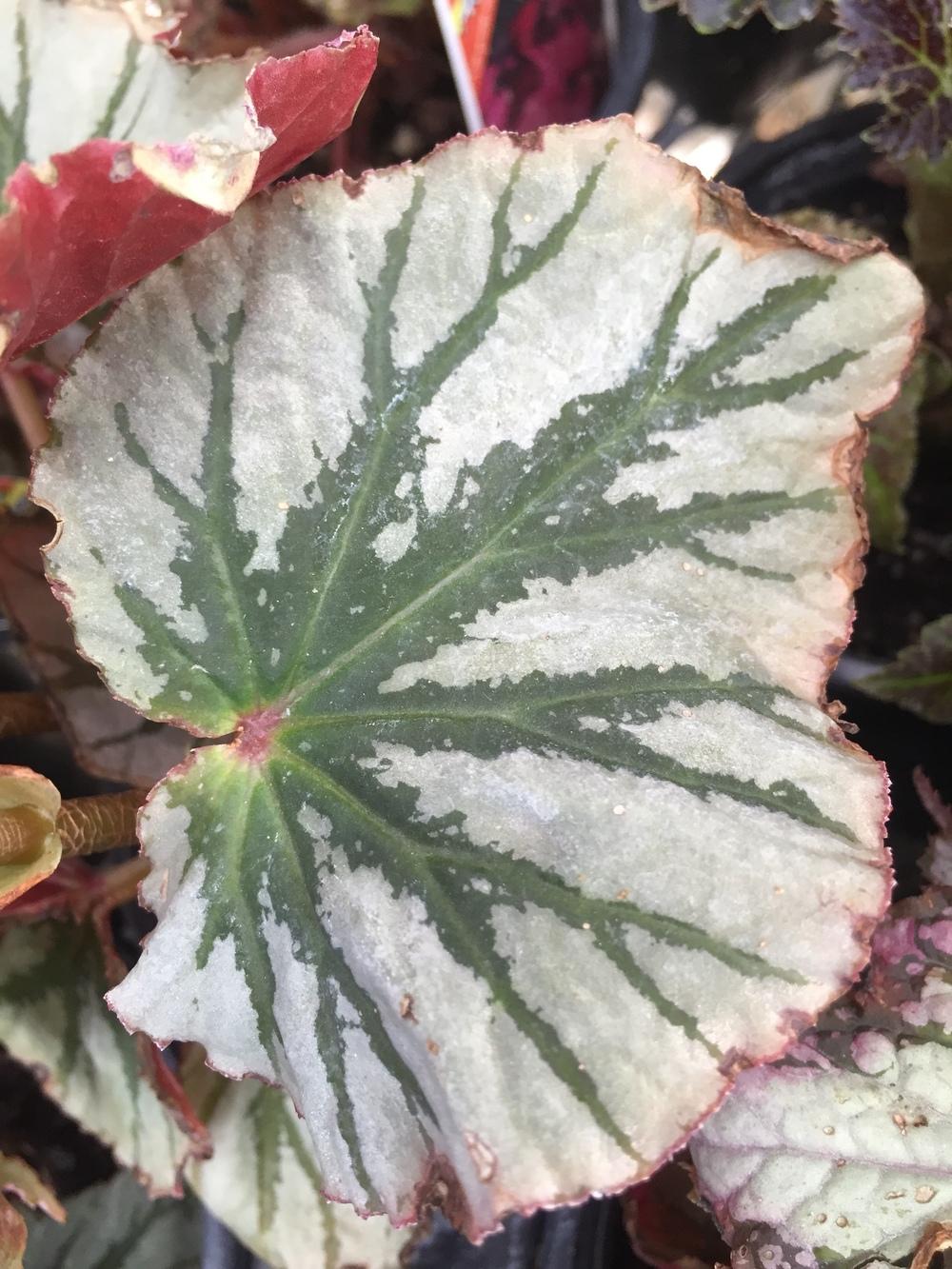 Photo of Cane Begonia (Begonia 'Looking Glass') uploaded by SpringGreenThumb