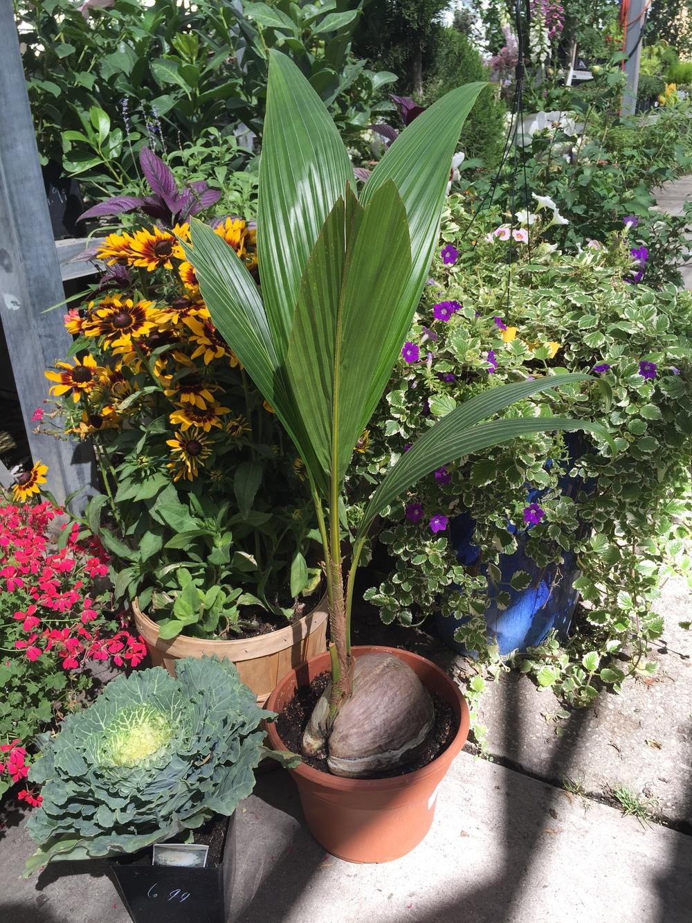 Photo of Coconut Palm (Cocos nucifera) uploaded by SpringGreenThumb
