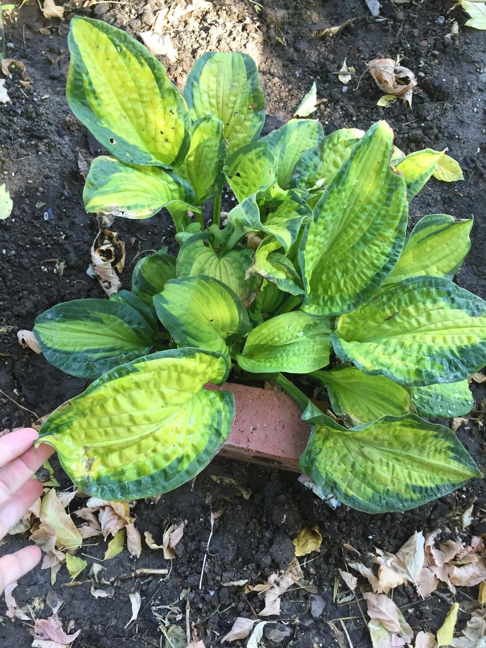 Photo of Hosta 'Brother Stefan' uploaded by SpringGreenThumb