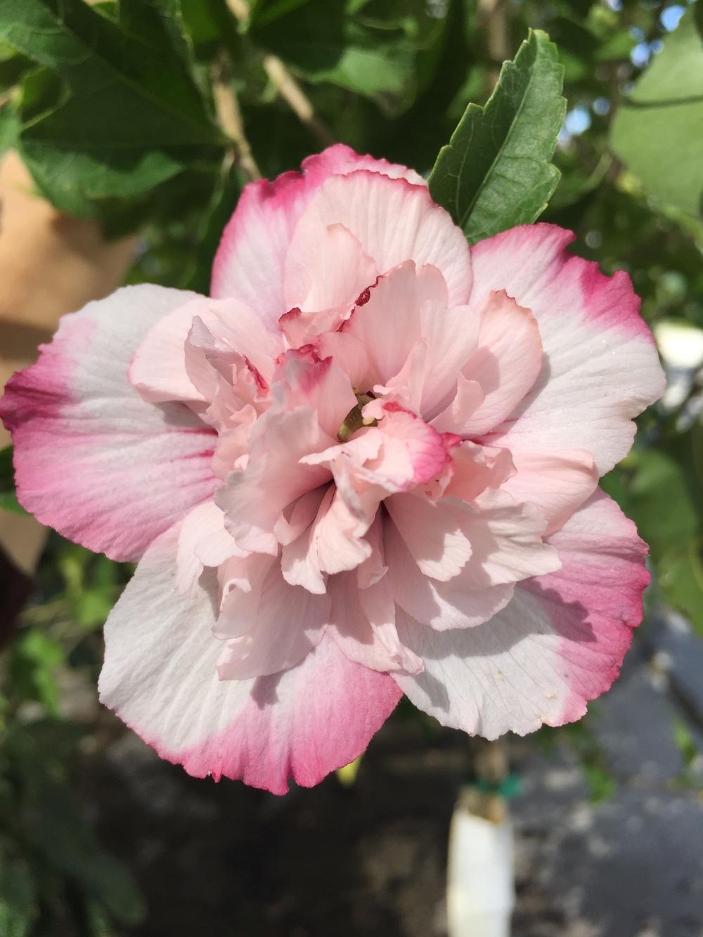 Photo of Rose of Sharon (Hibiscus syriacus 'Danica') uploaded by SpringGreenThumb